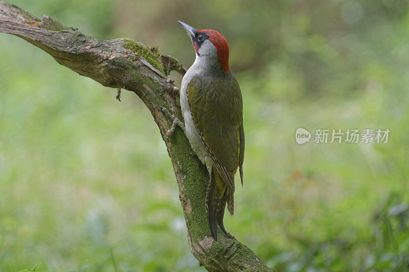 雄性欧洲绿啄木鸟(Picus viridis)